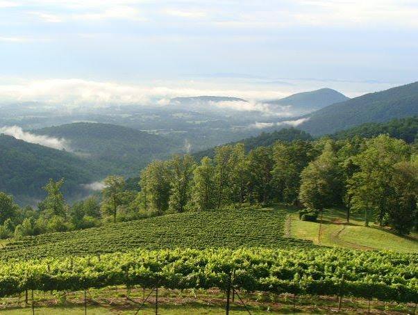 Virginia wine country scenic view 3