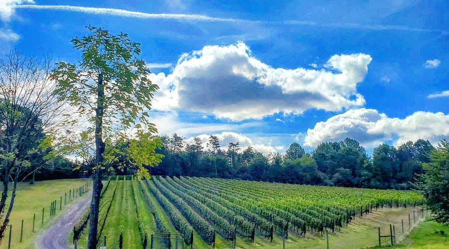 Virginia wine country scenic view 1