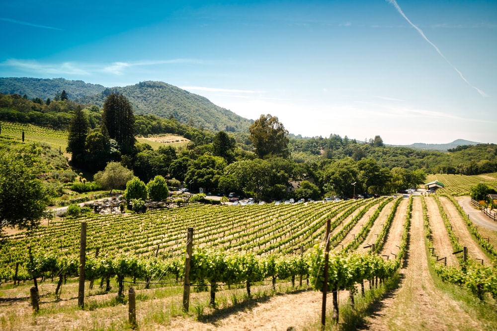 Virginia vineyard landscape for winery stops